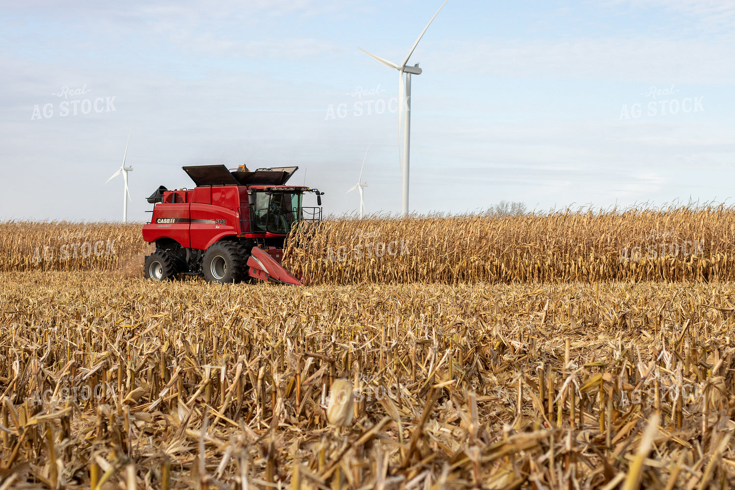 Combine Harvesting Corn 67143