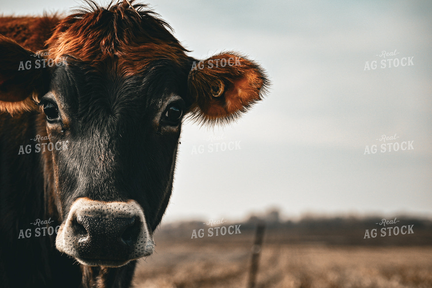 Jersey Calf 166023