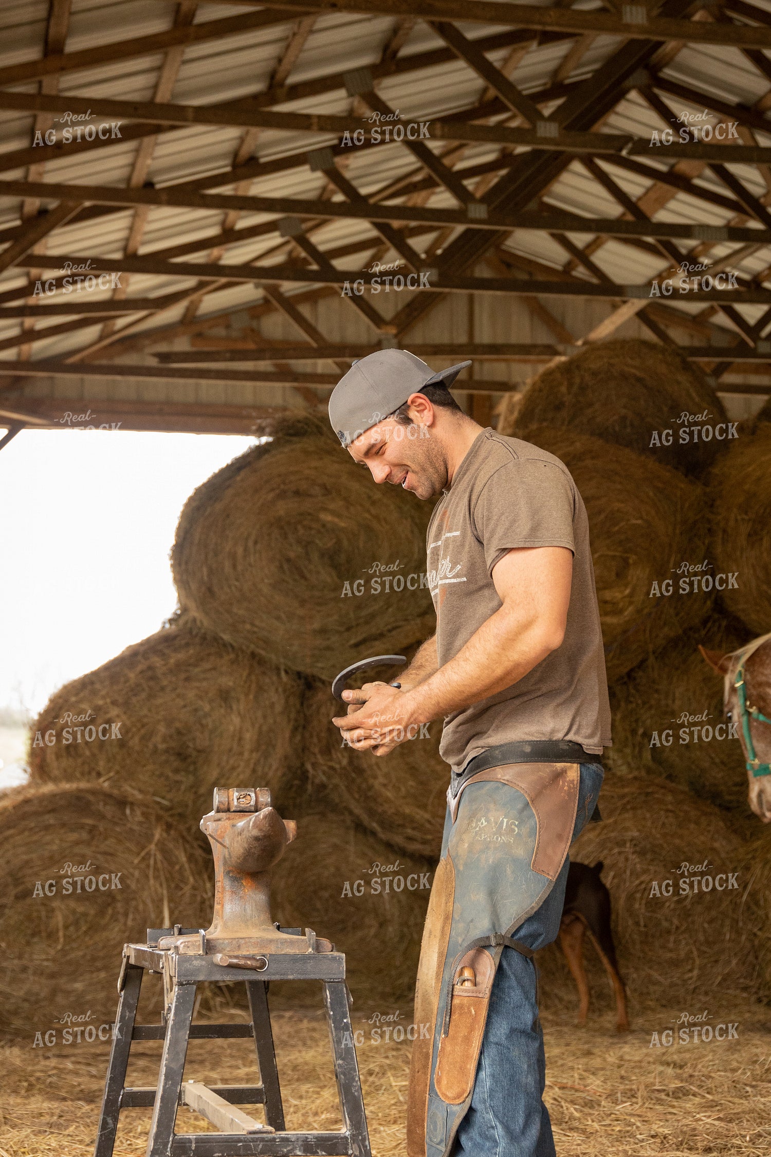Farrier Shoeing Horses 52429