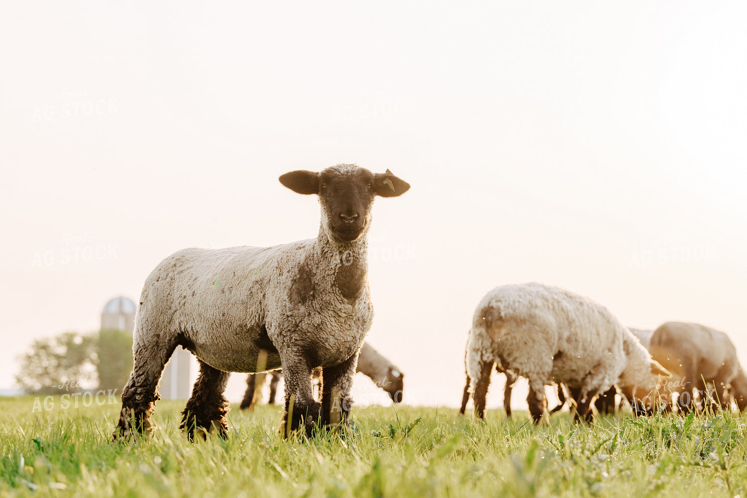Sheep on Pasture 68186