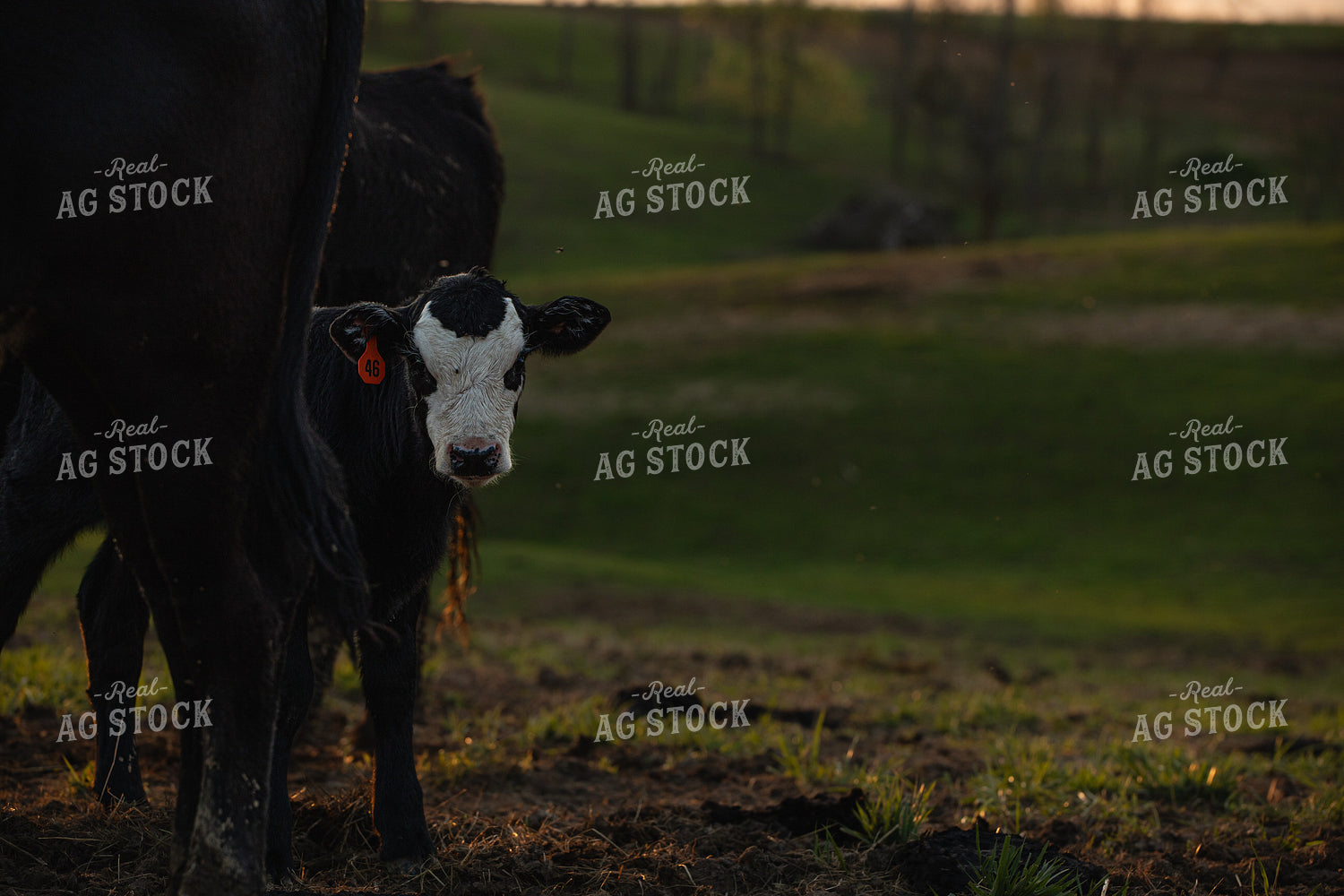 Black Baldy Calf 189025