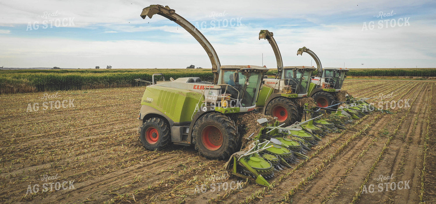 Silage Harvest 56042