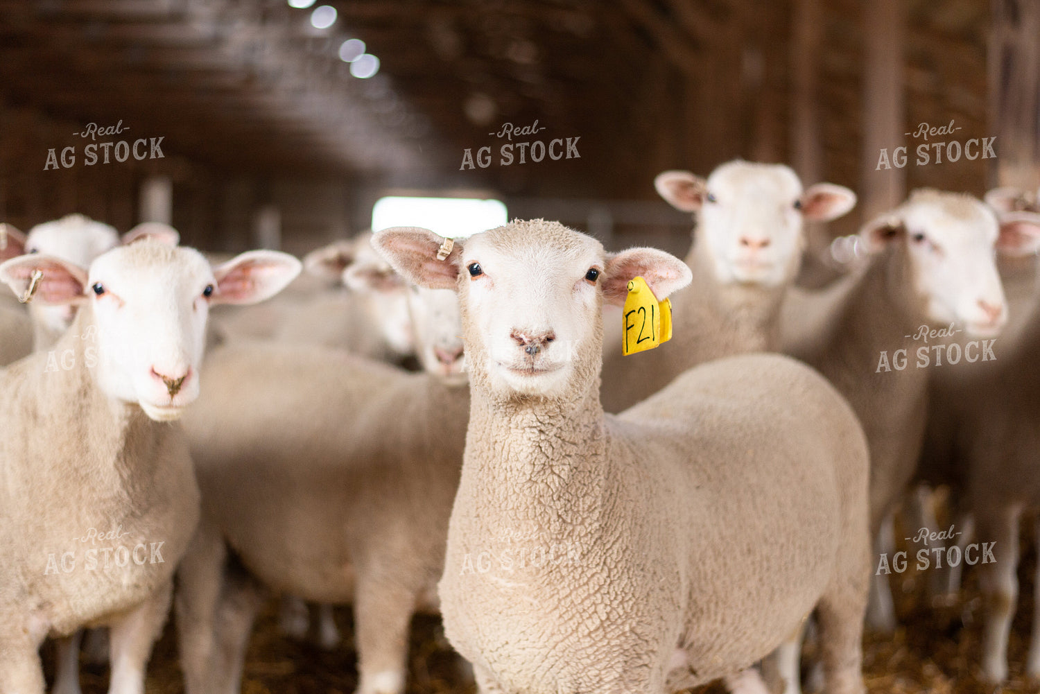 Sheep in Barn 96033