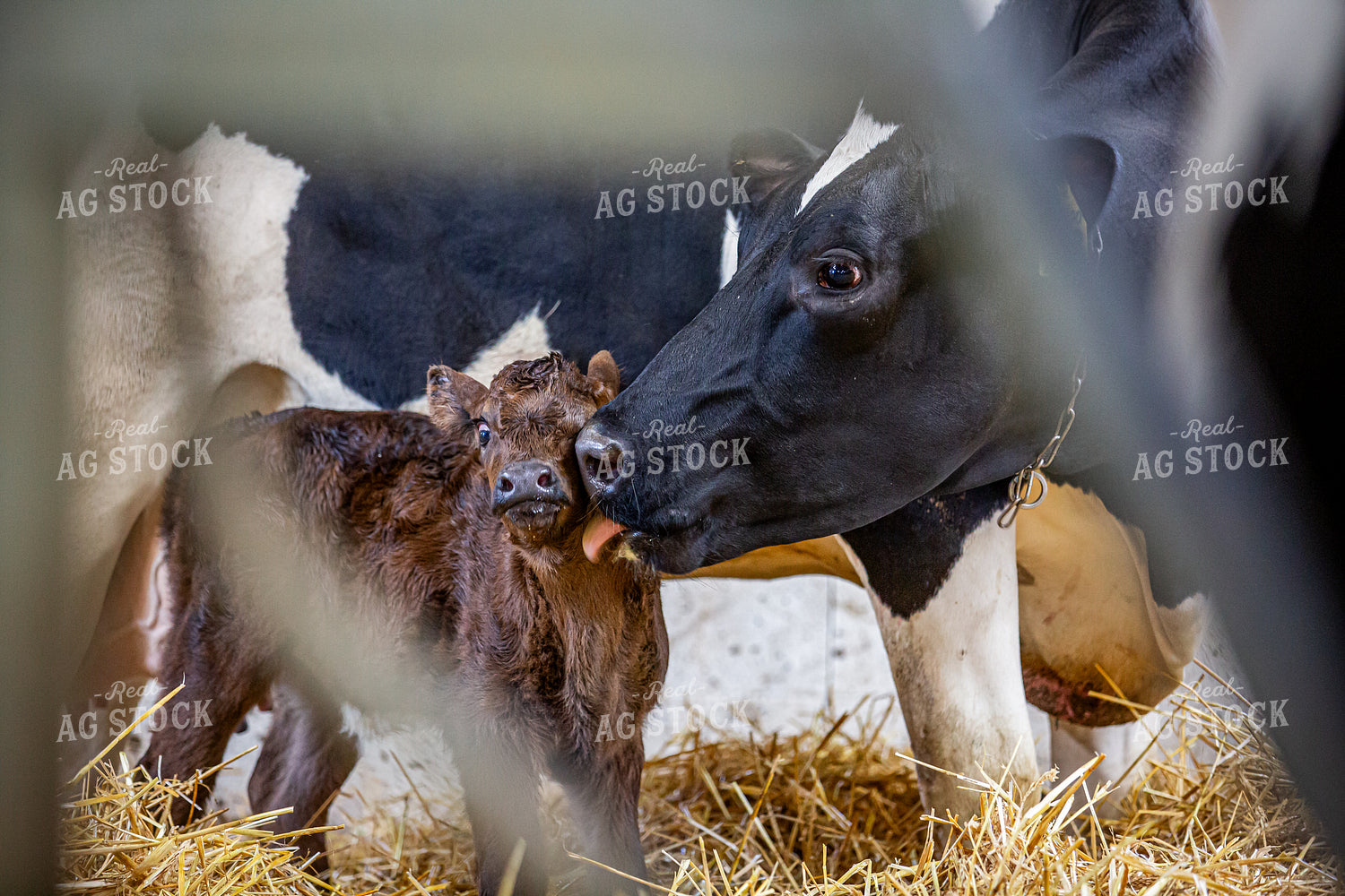 Beef on Dairy Calf 270424