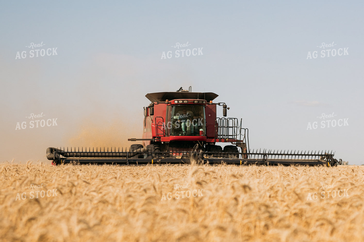Wheat Harvest 204015