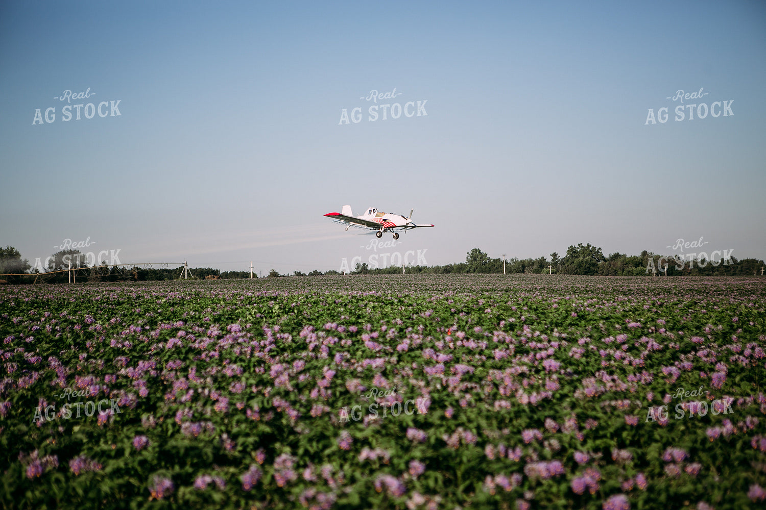Crop Duster over Flowering Potato Field 169030