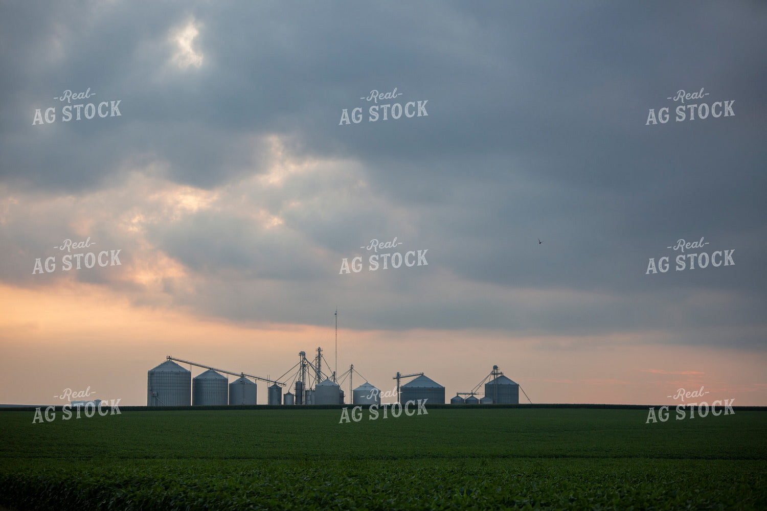 Soybeans - Mid-Season 1487