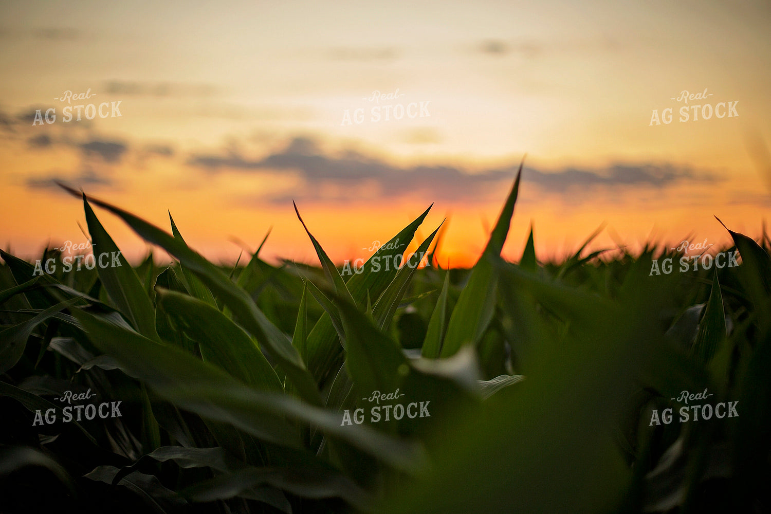 Mid-Season Corn with Sunset 93036