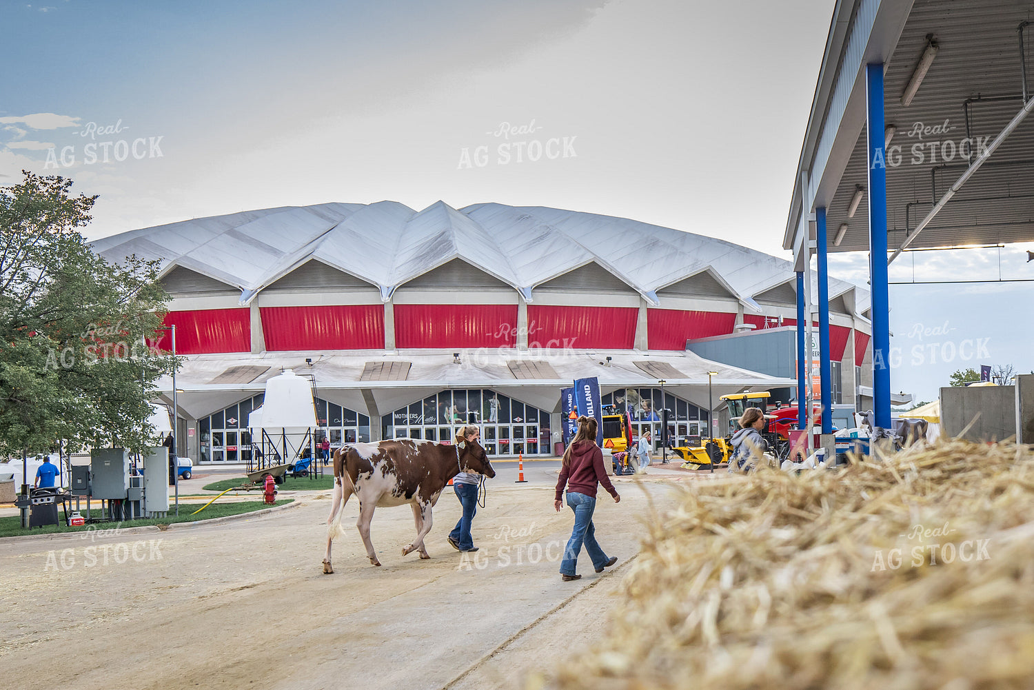 Show Cattle at Expo 270078