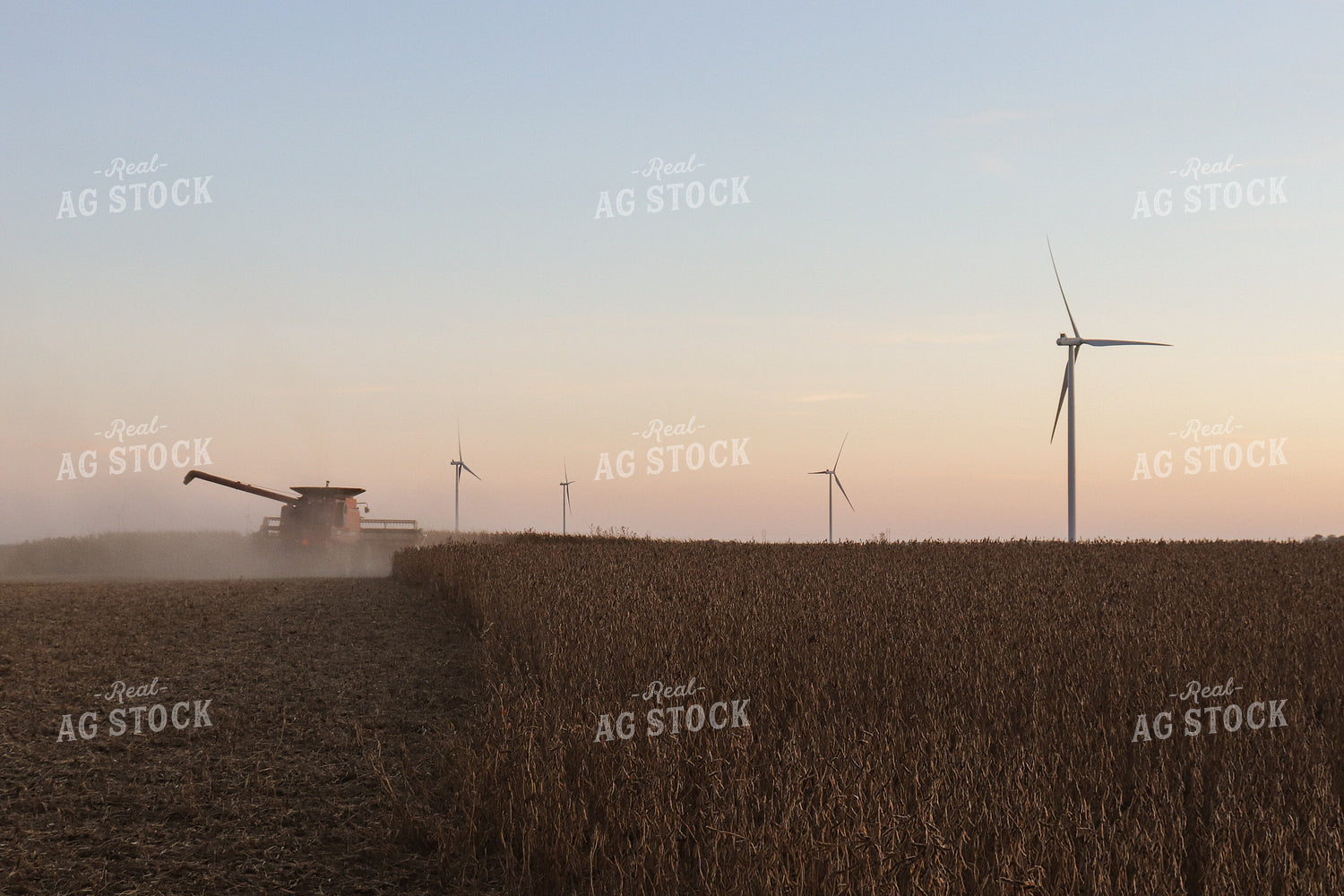Soybean Harvest 67019