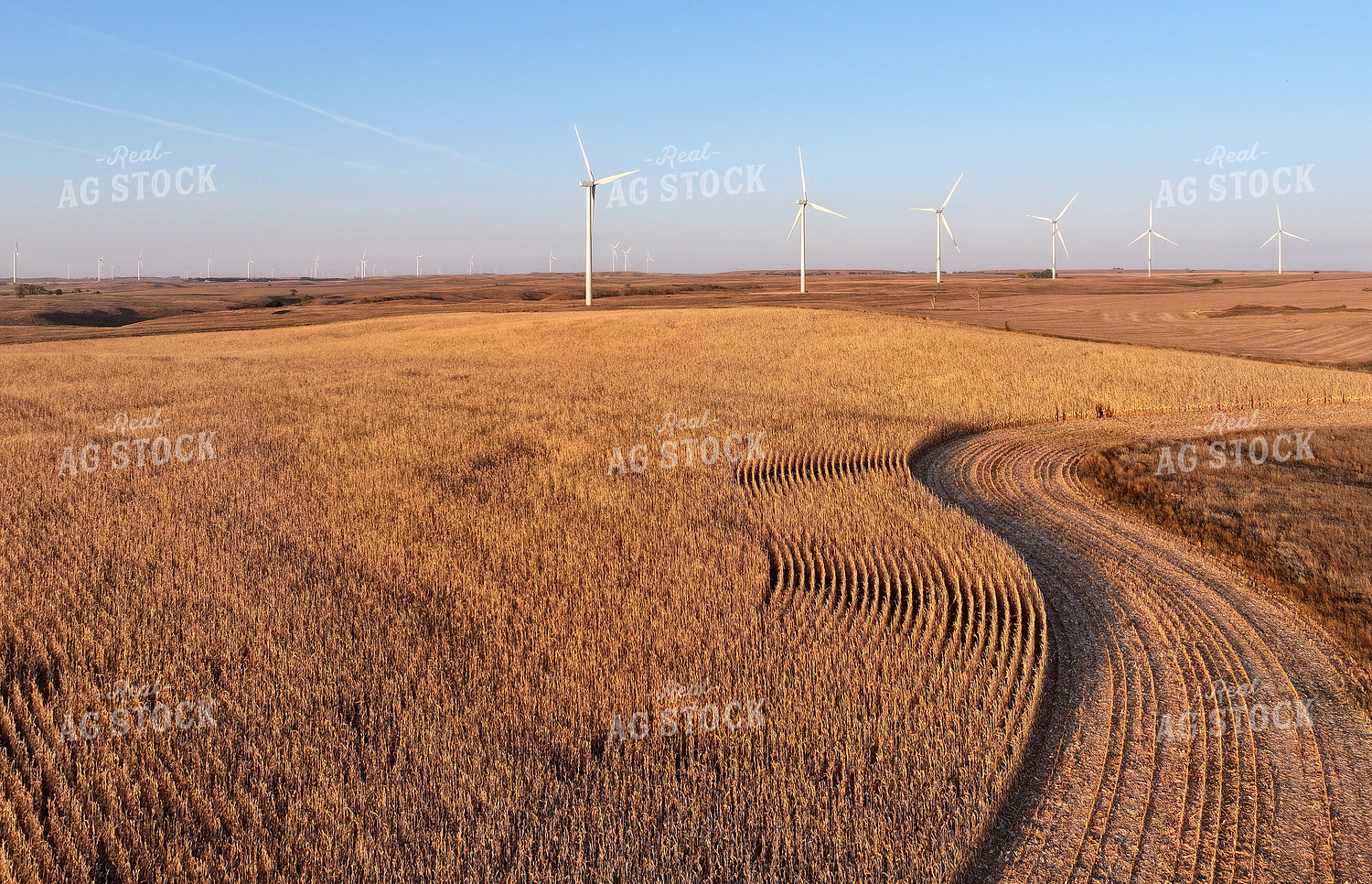 Aerial of Dried Corn Field 141194