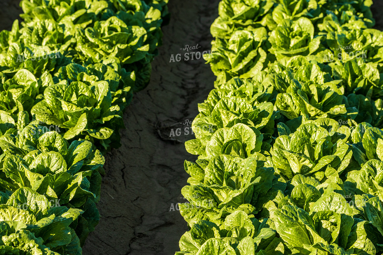 Field of Lettuce 105055