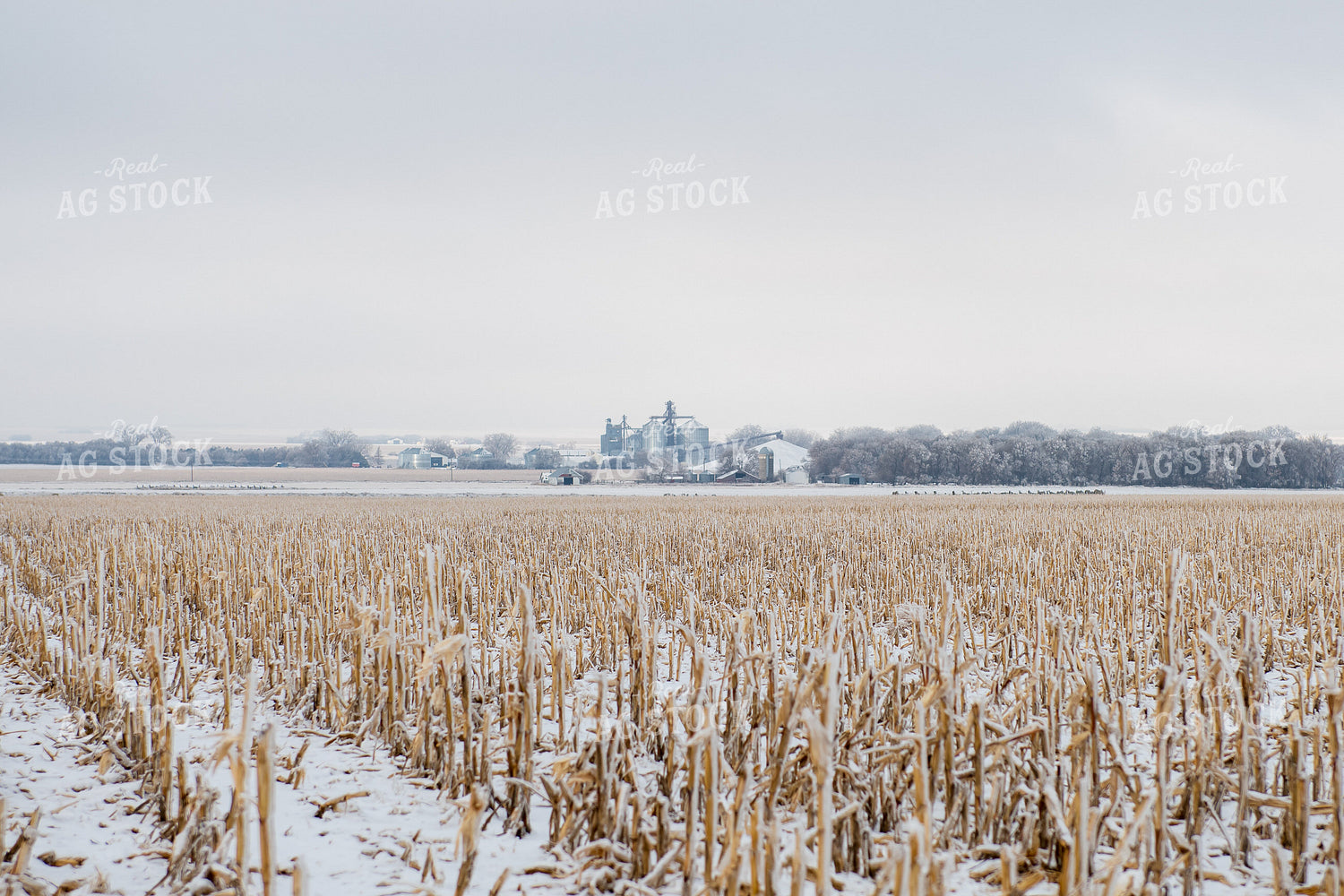 Harvested Corn Field in Winter 212065