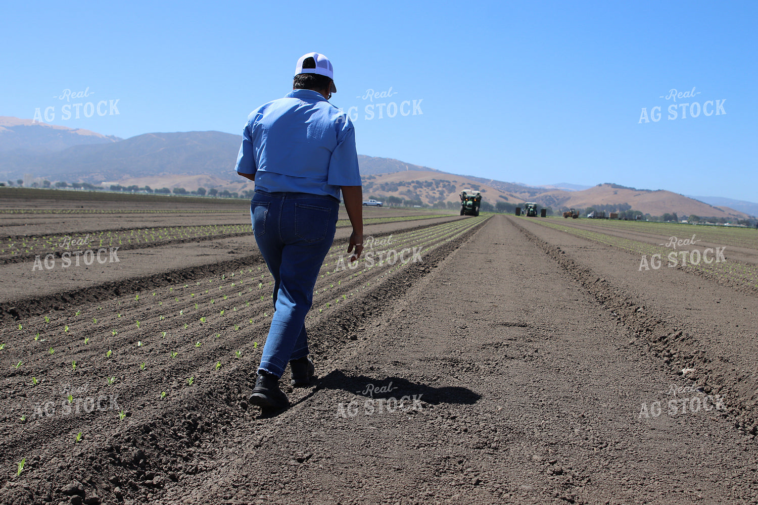 Planting Artichokes 102129