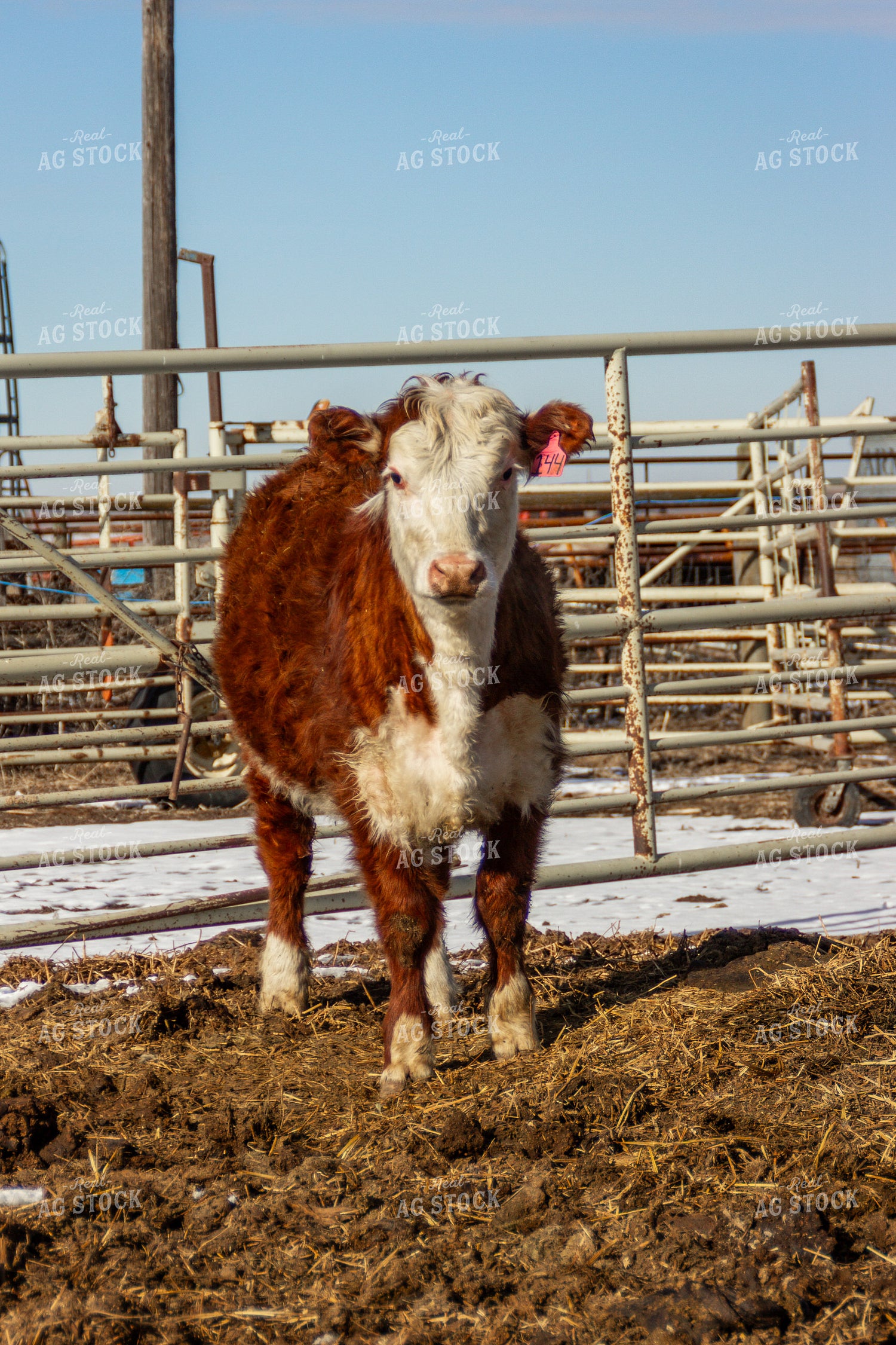 Hereford Cow 155146