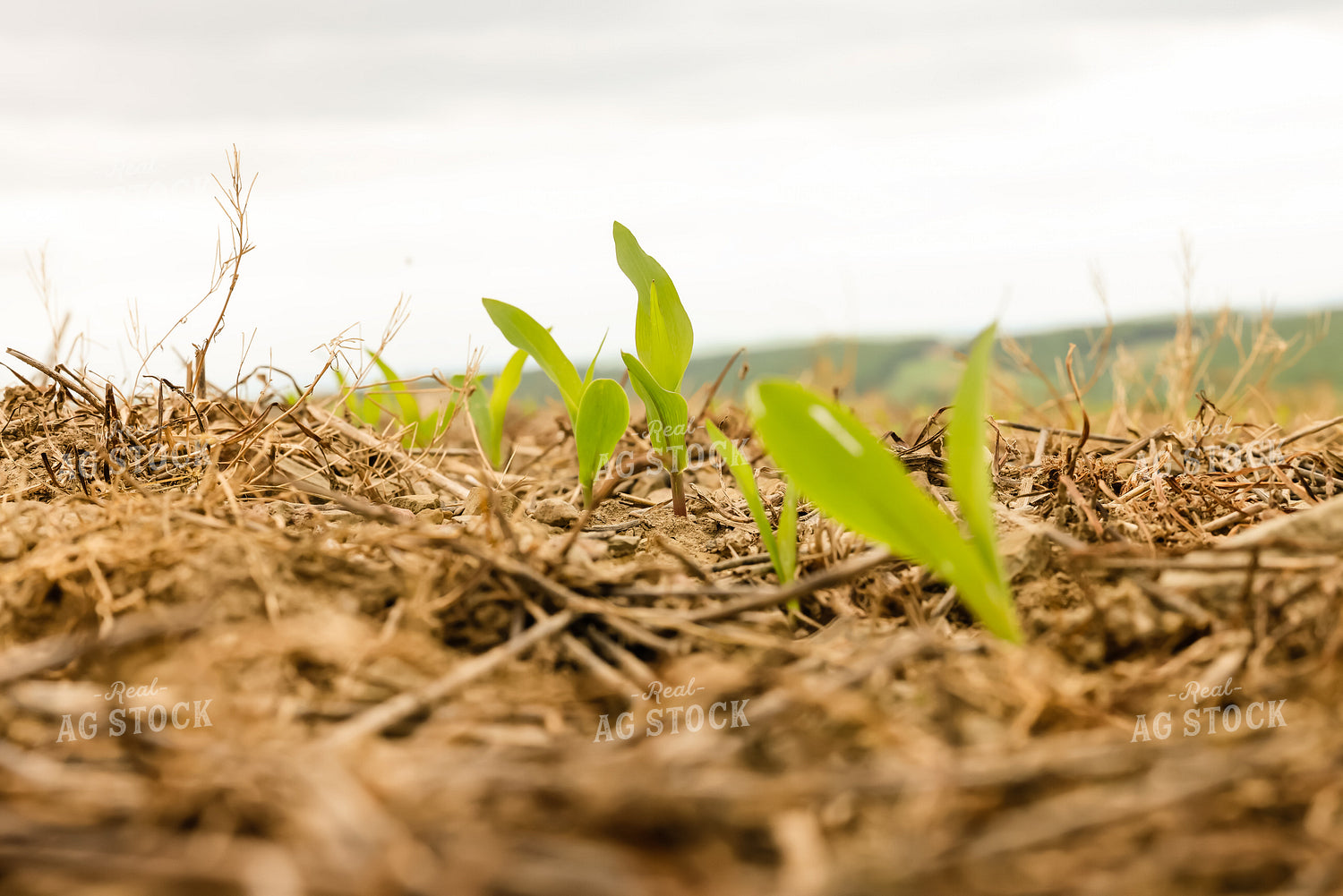 Early Growth Corn 233007