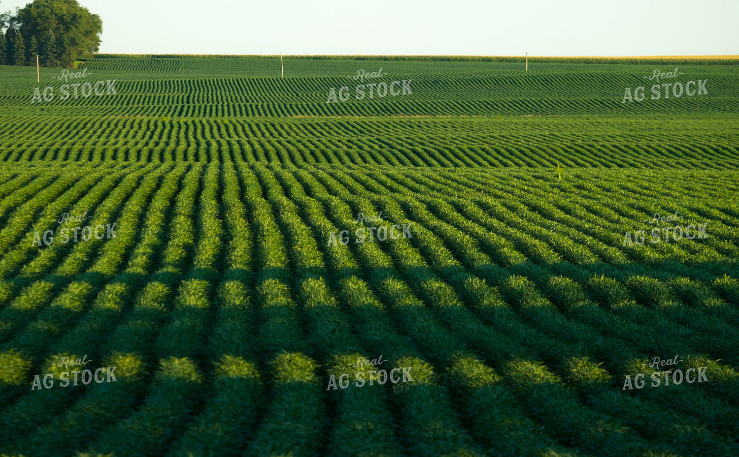 Corn Field 154003