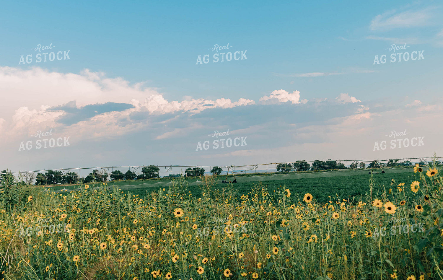 Sunflowers Bordering Irrigated Field 61039
