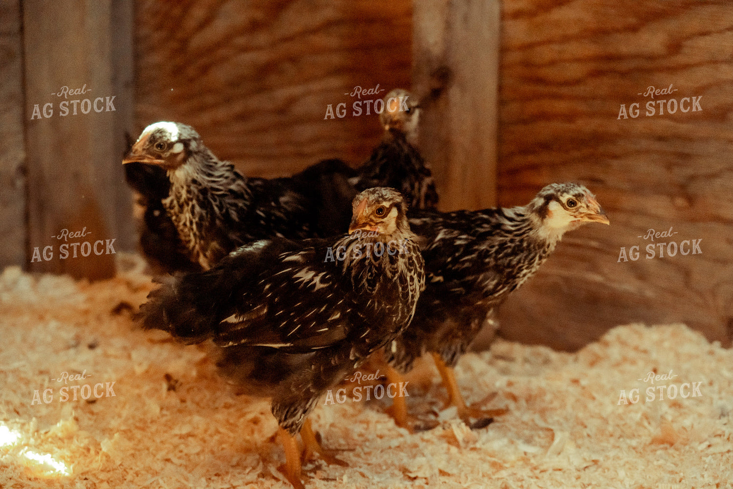 Adolescent Chickens 58060