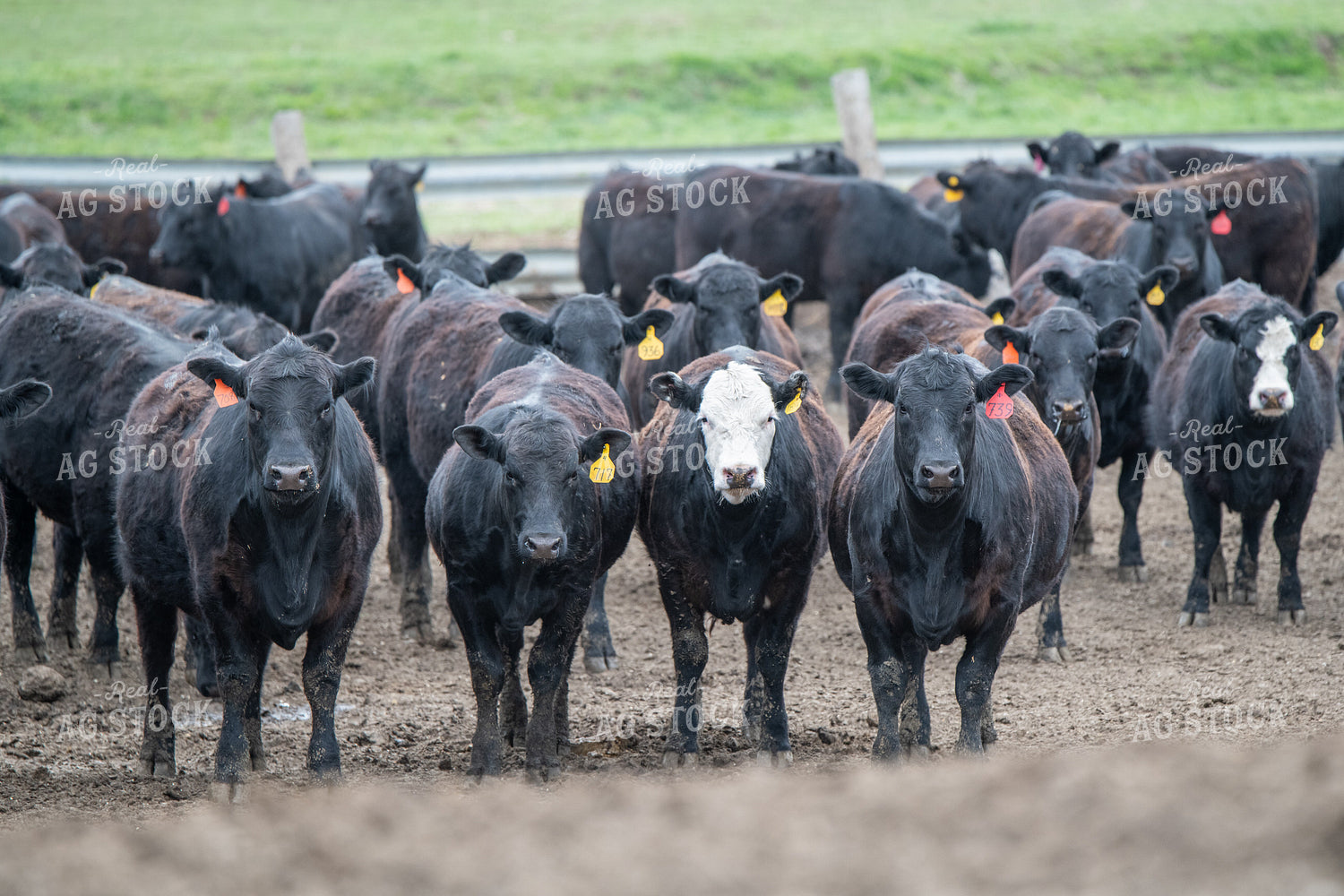Cattle on Feedlot 193032
