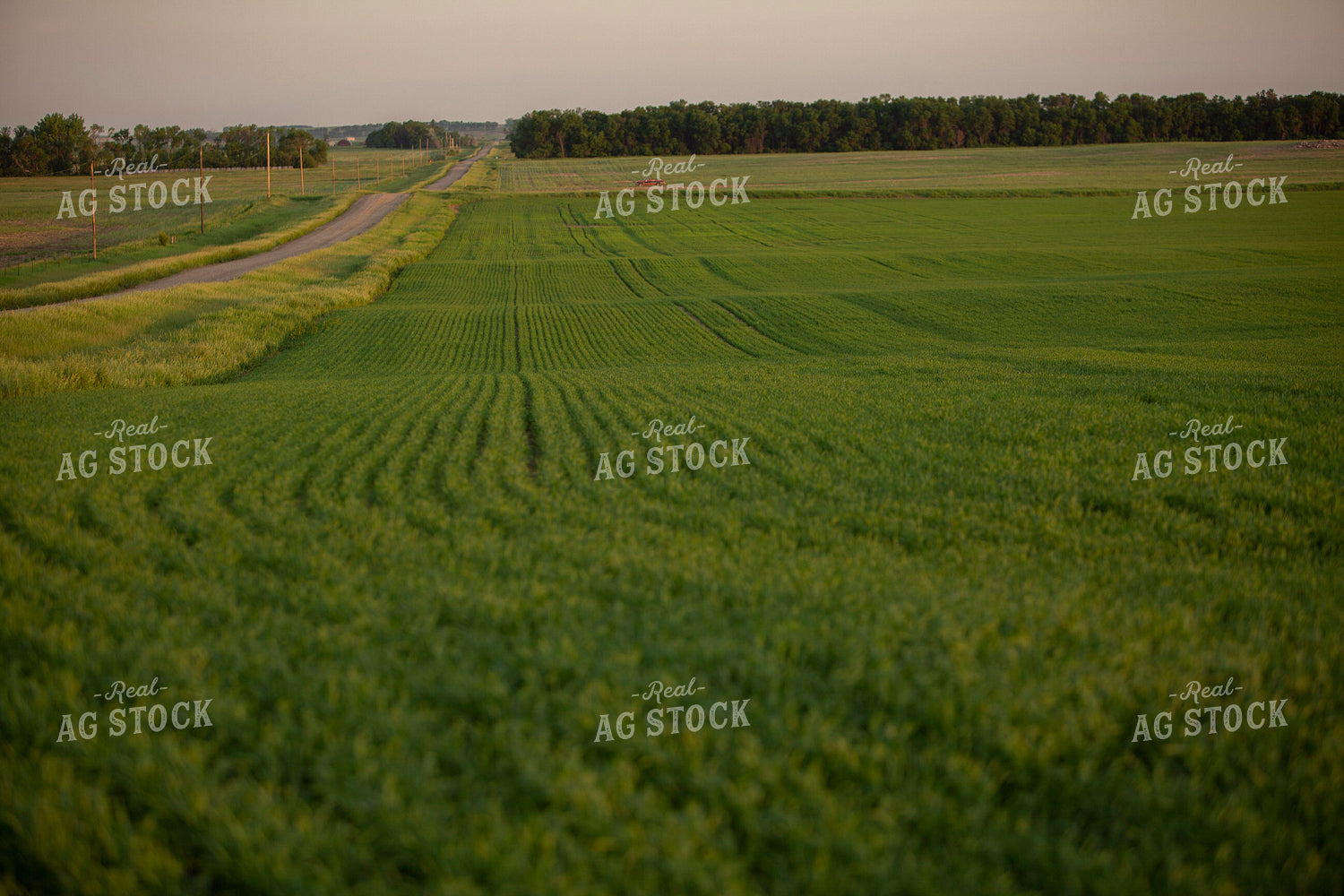 Wheat 2122