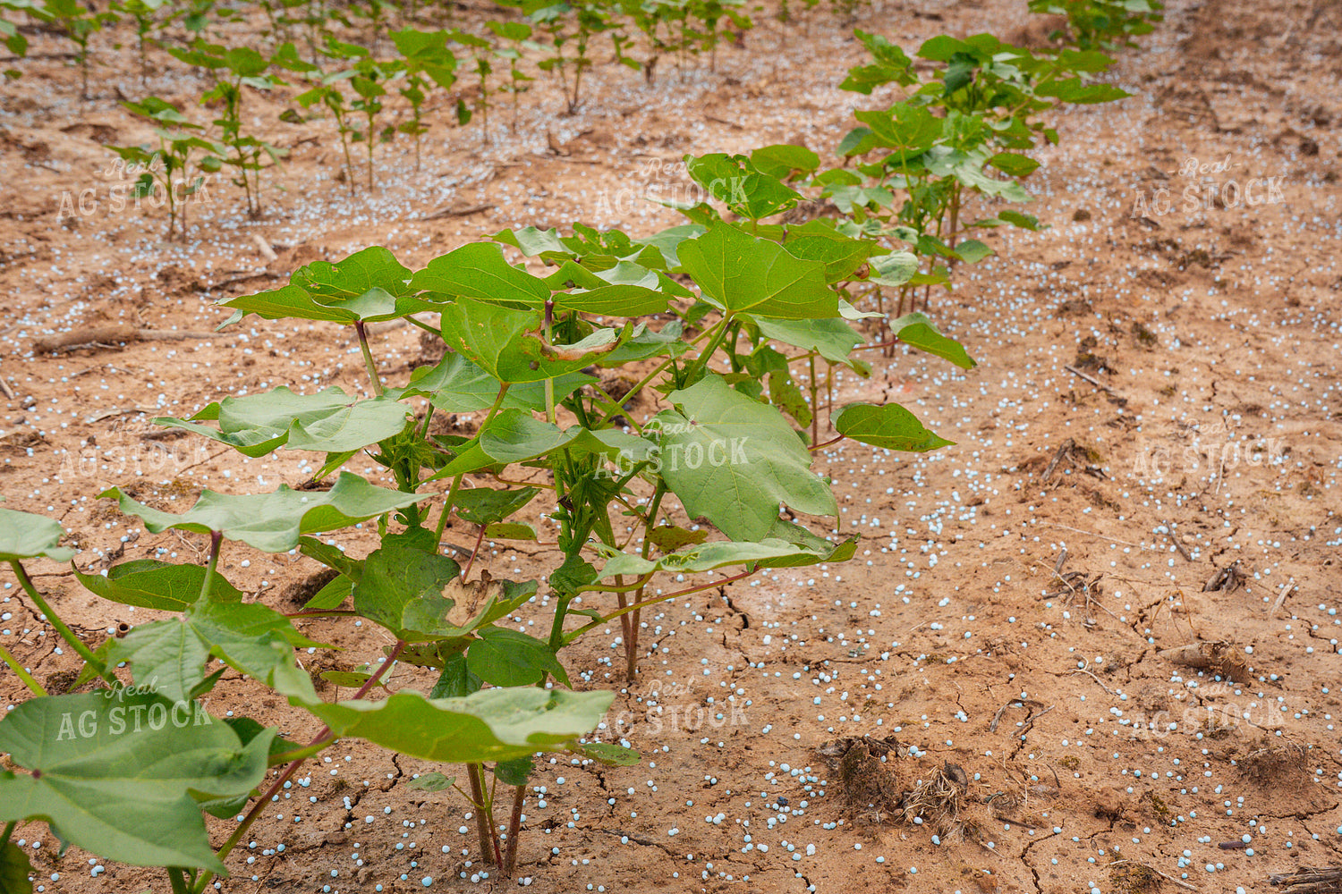 Cotton Plant 128030