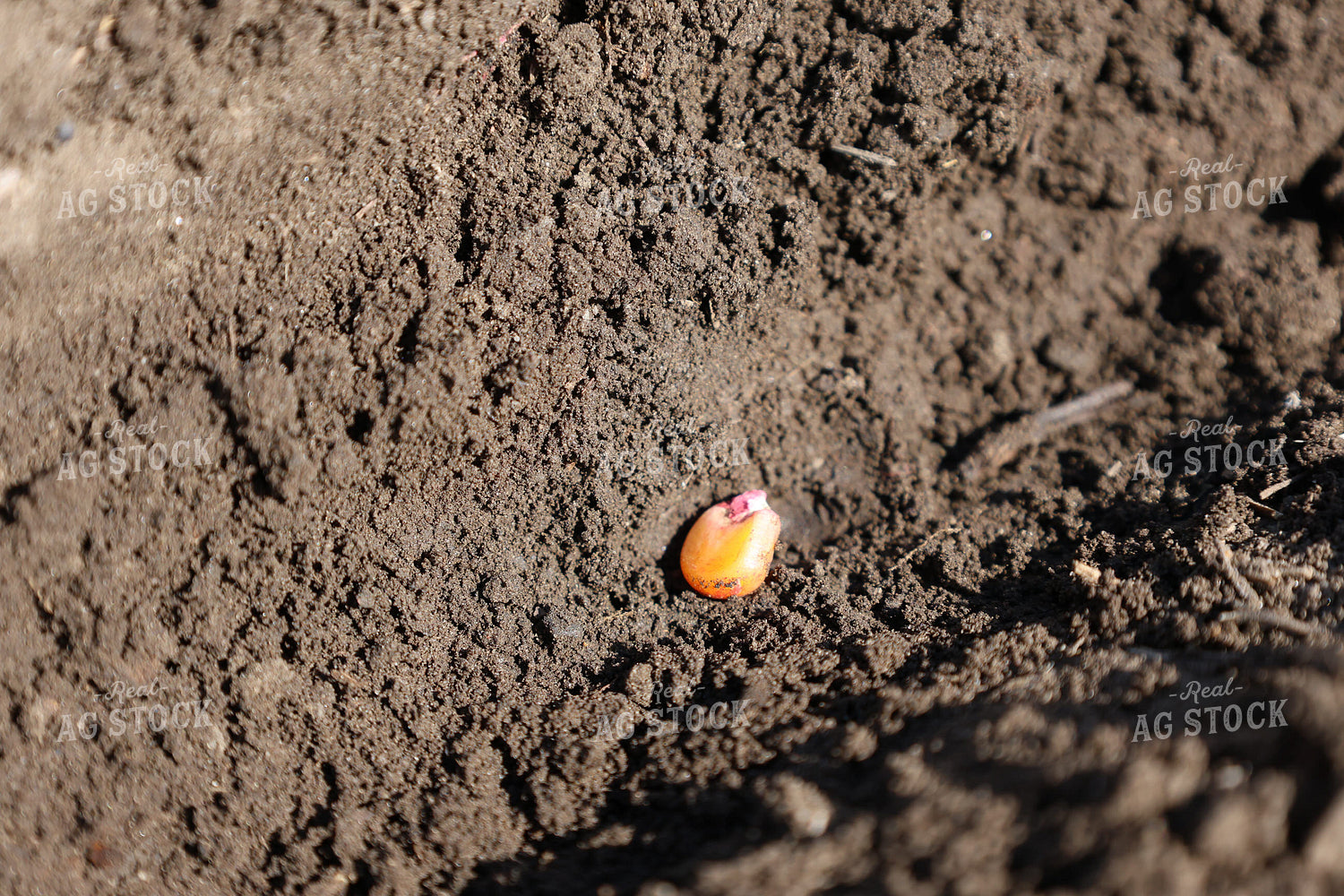 Corn Seed in Furrow 187036