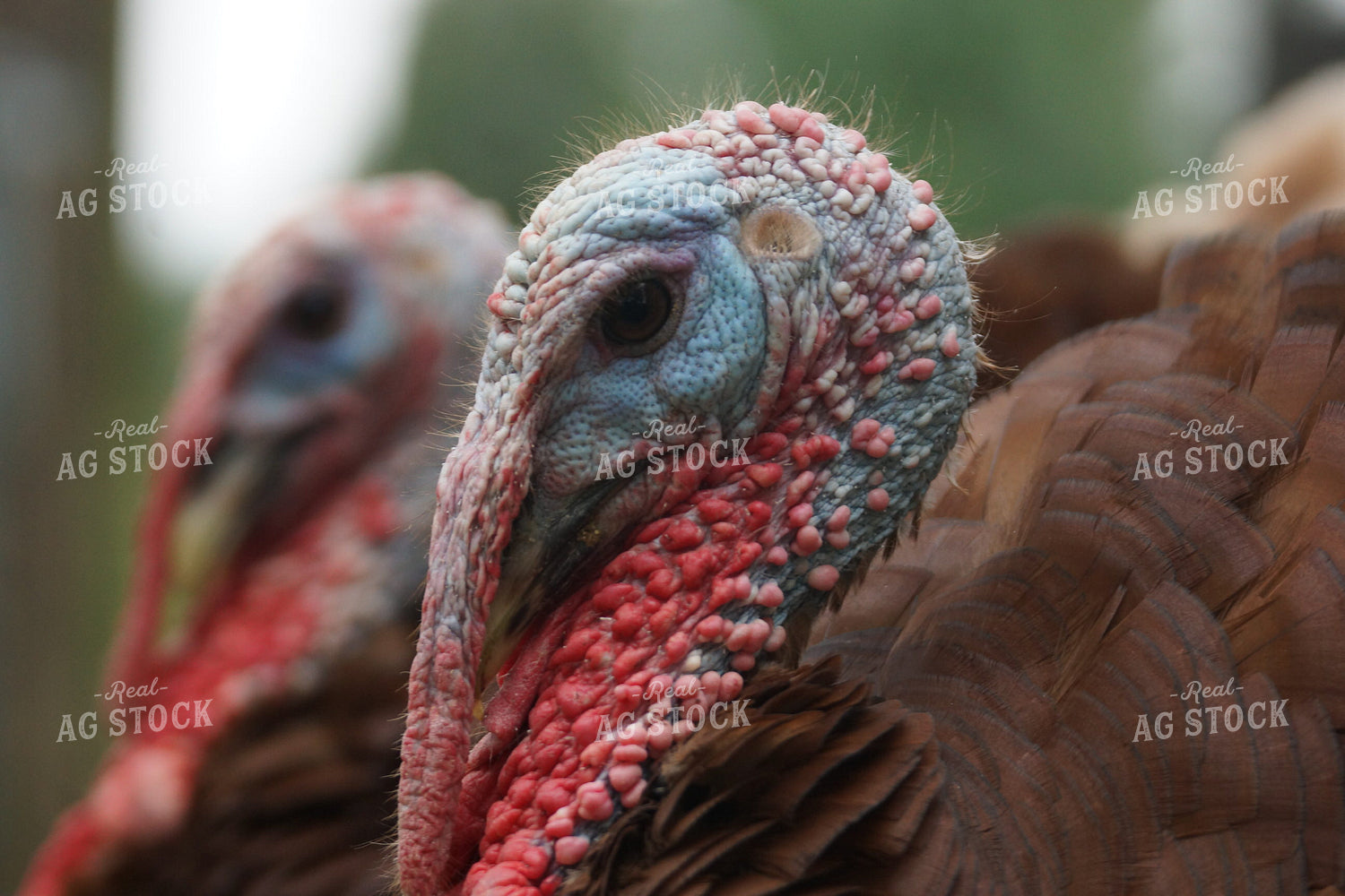 Turkeys in Forest 126003
