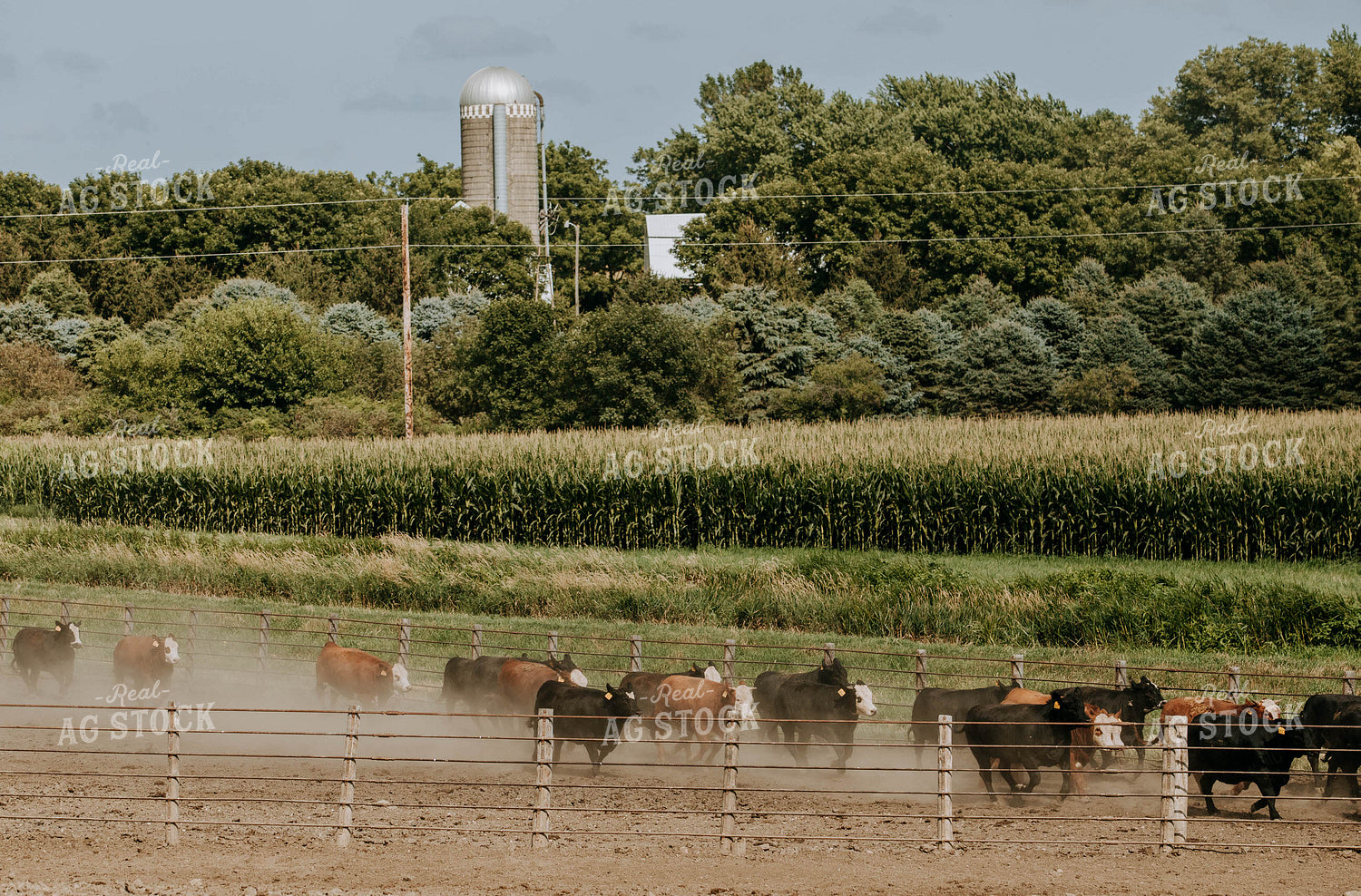 Cattle Running in Fence 77131