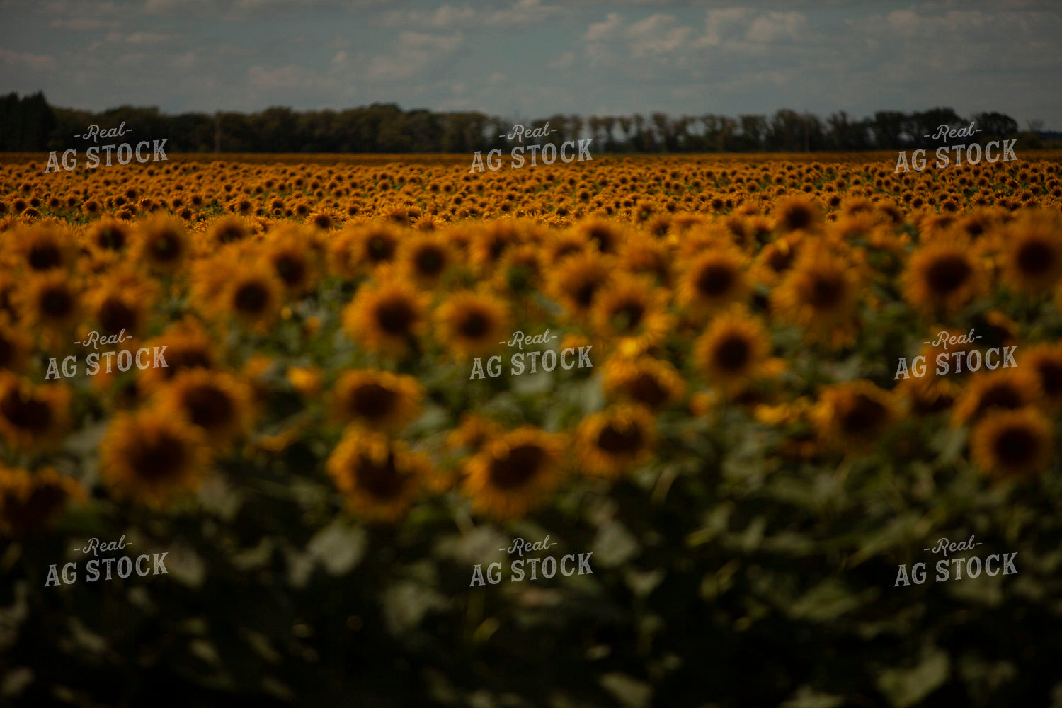 Sunflowers 2089