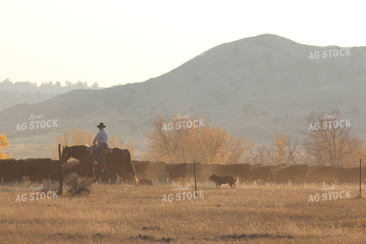 Rancher and Dog with Angus Cattle 63021