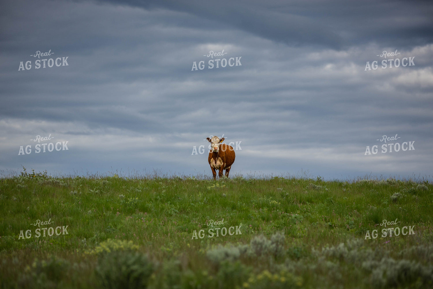 Hereford Cow 81040