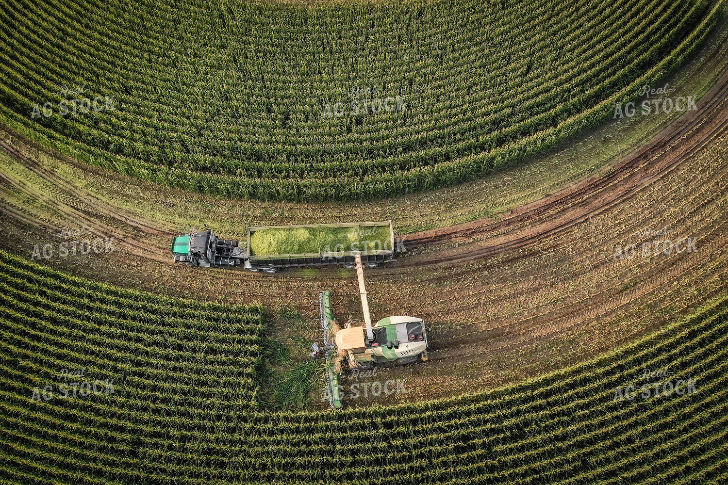 Silage Harvest 56022