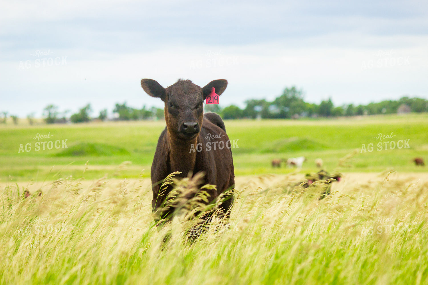 Angus Cross Calf 155248