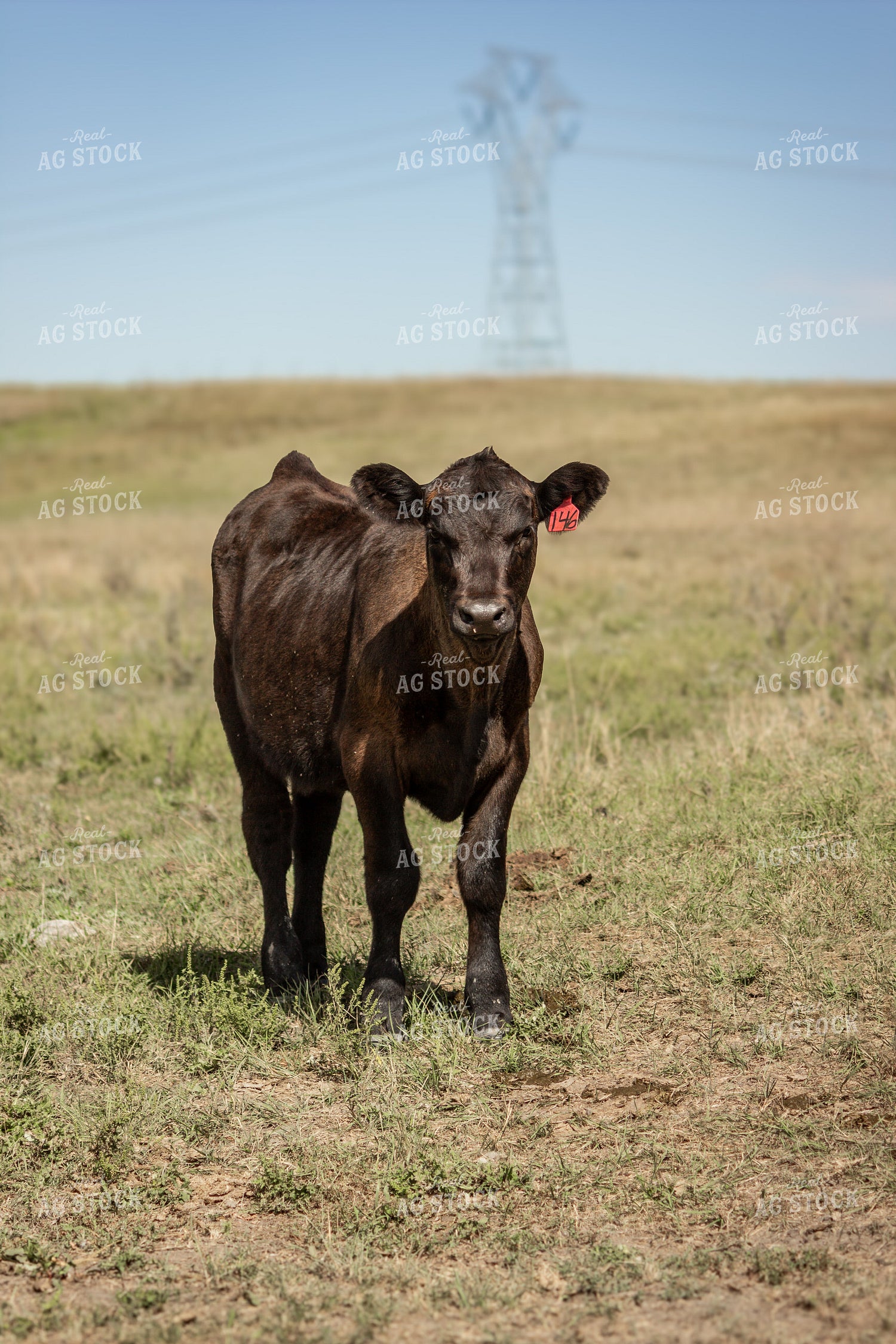Black Angus Calf 155074