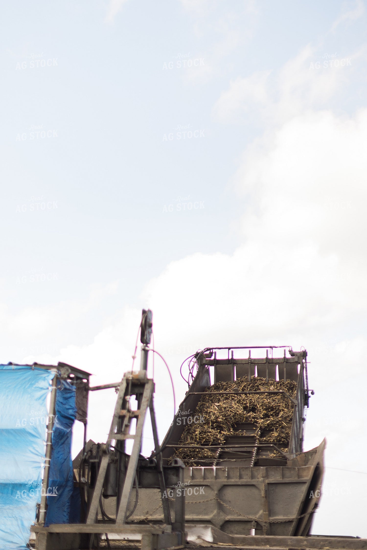 Sugar Cane Harvest 7354