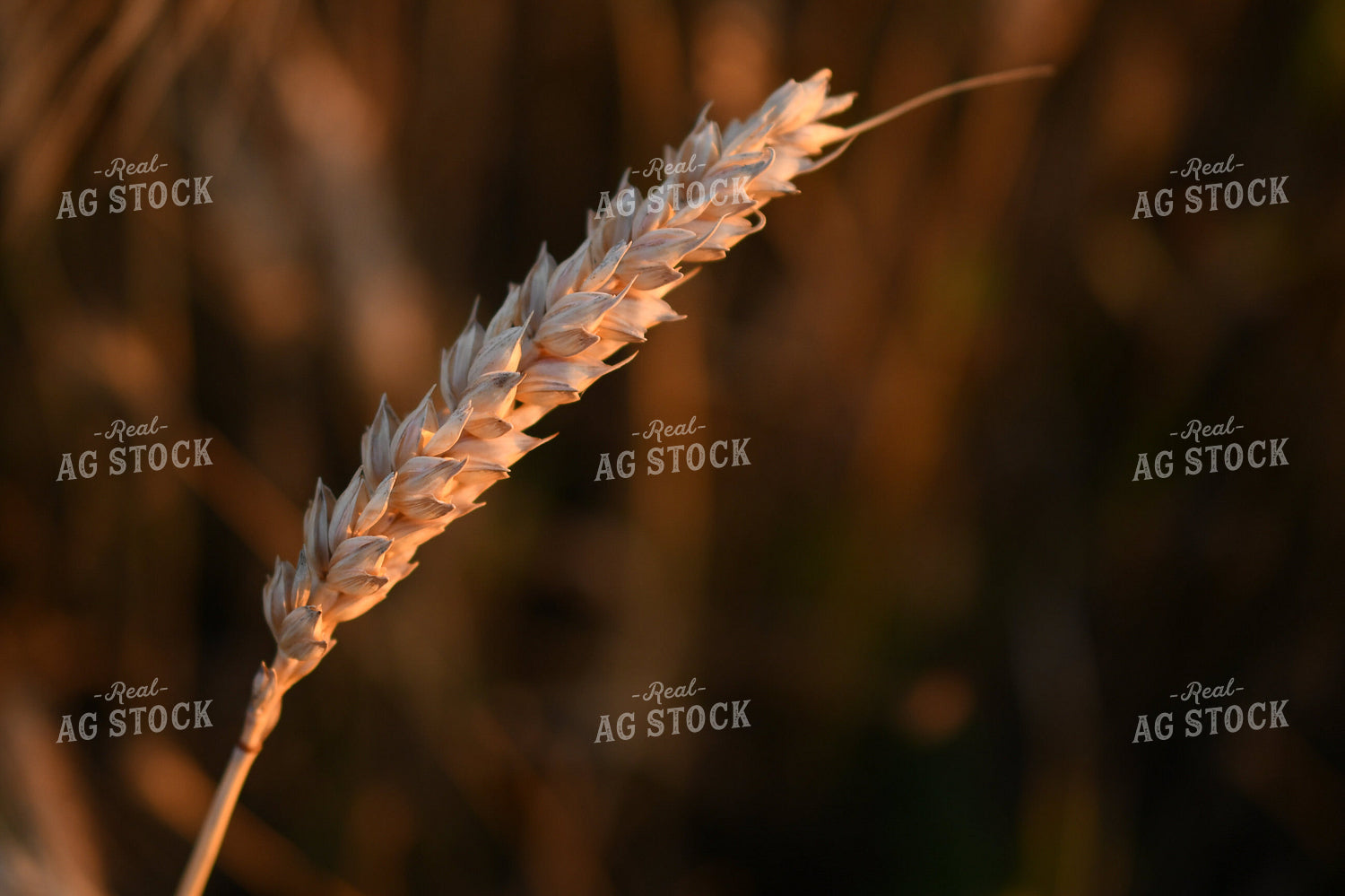 Oats 191177