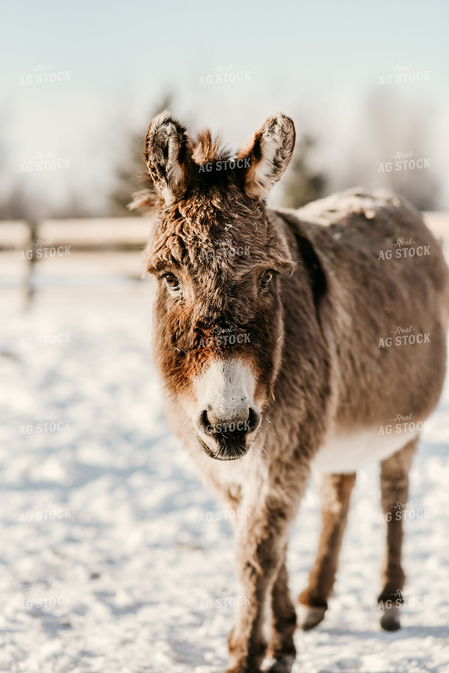 Donkey in Snow 64209