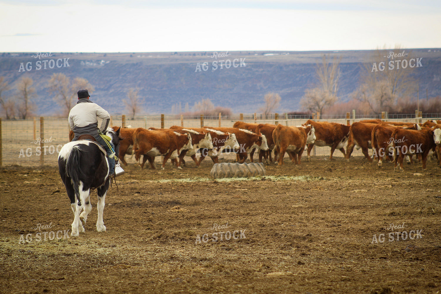 Hereford Cow and Calf Pair 78099