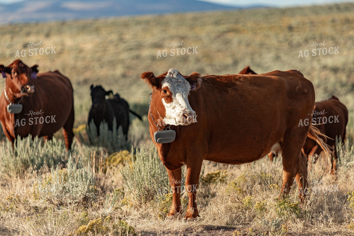Cattle on Pasture 188041