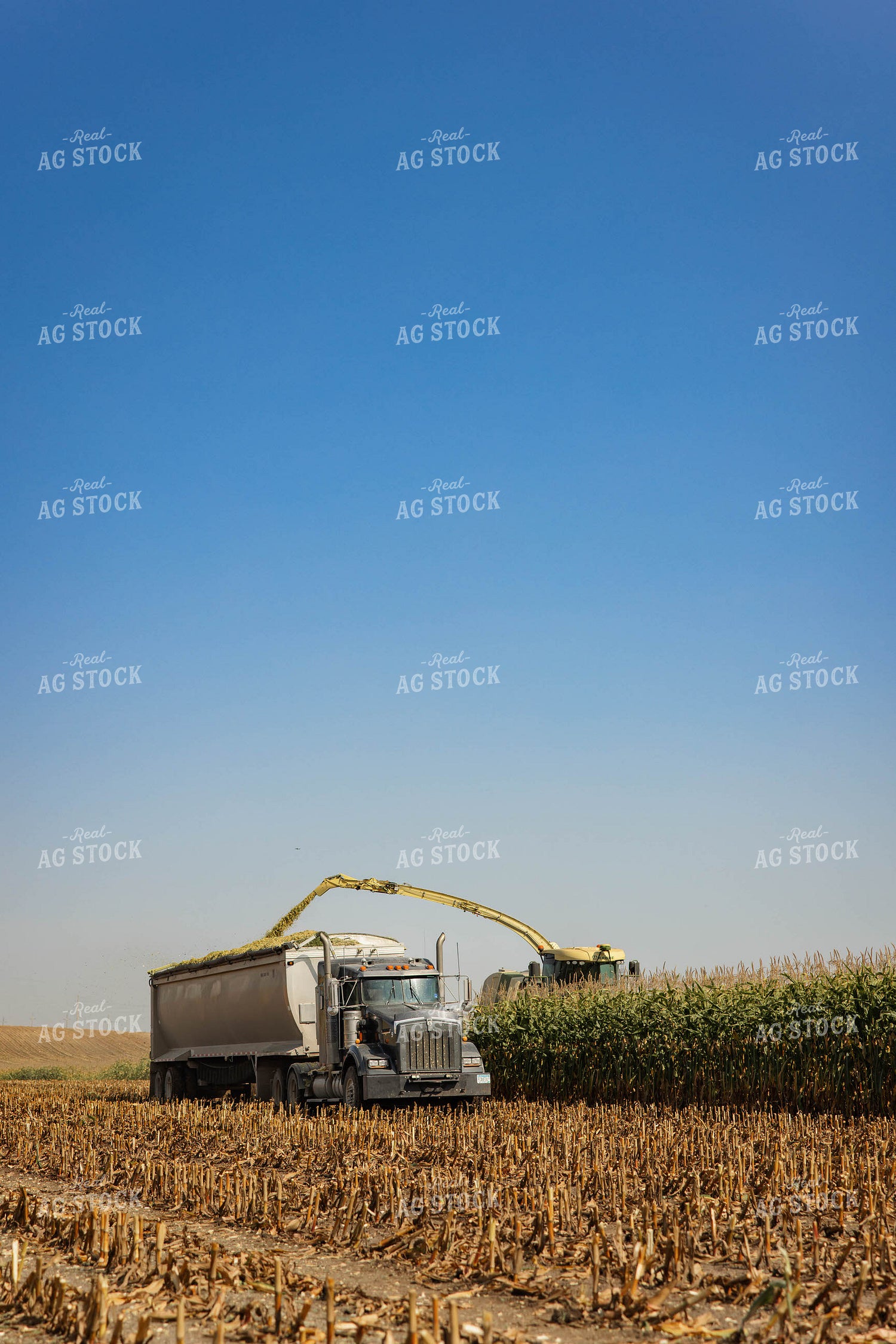 Chopping Corn Silage 152535