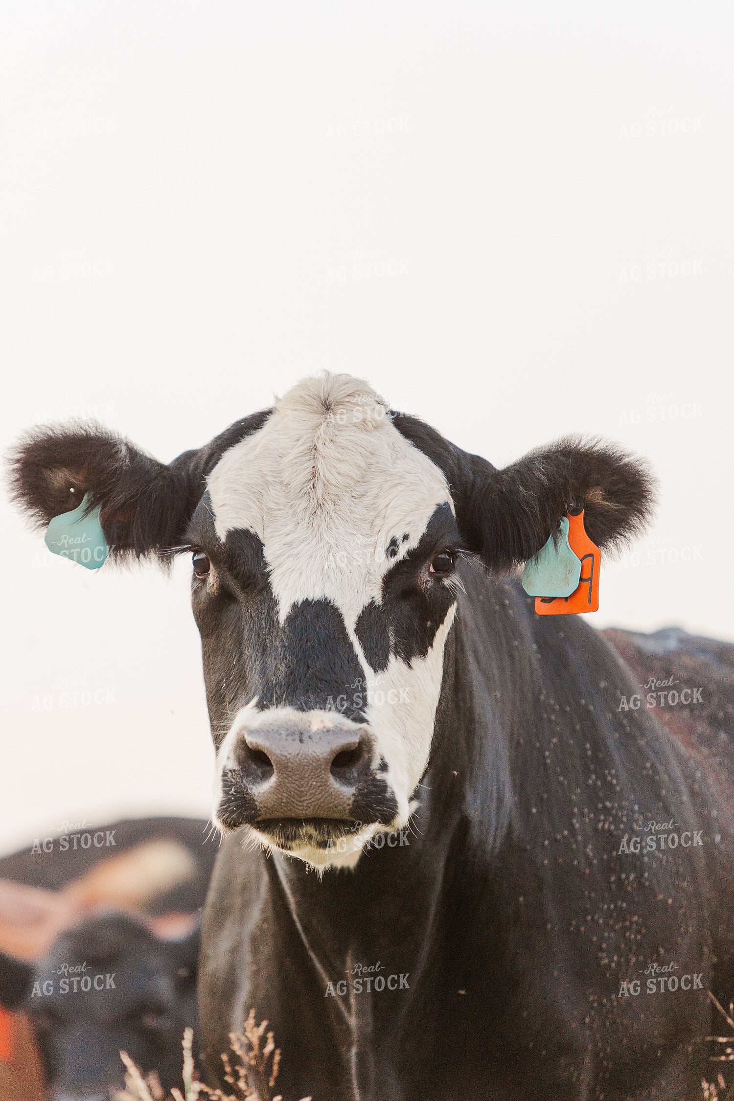 Cattle on Pasture 131042