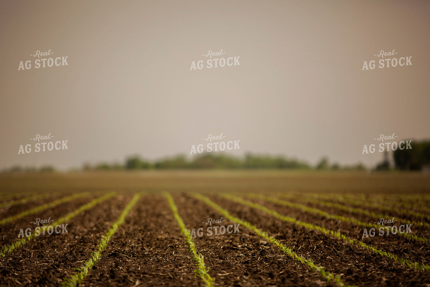 Early Growth Corn 5549