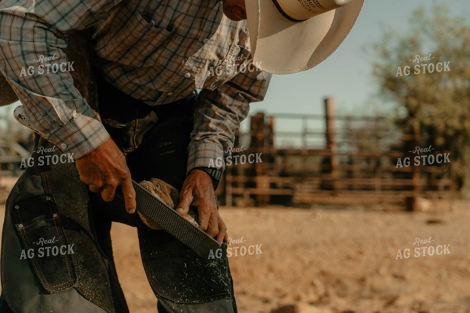 Shoeing Horse 58324