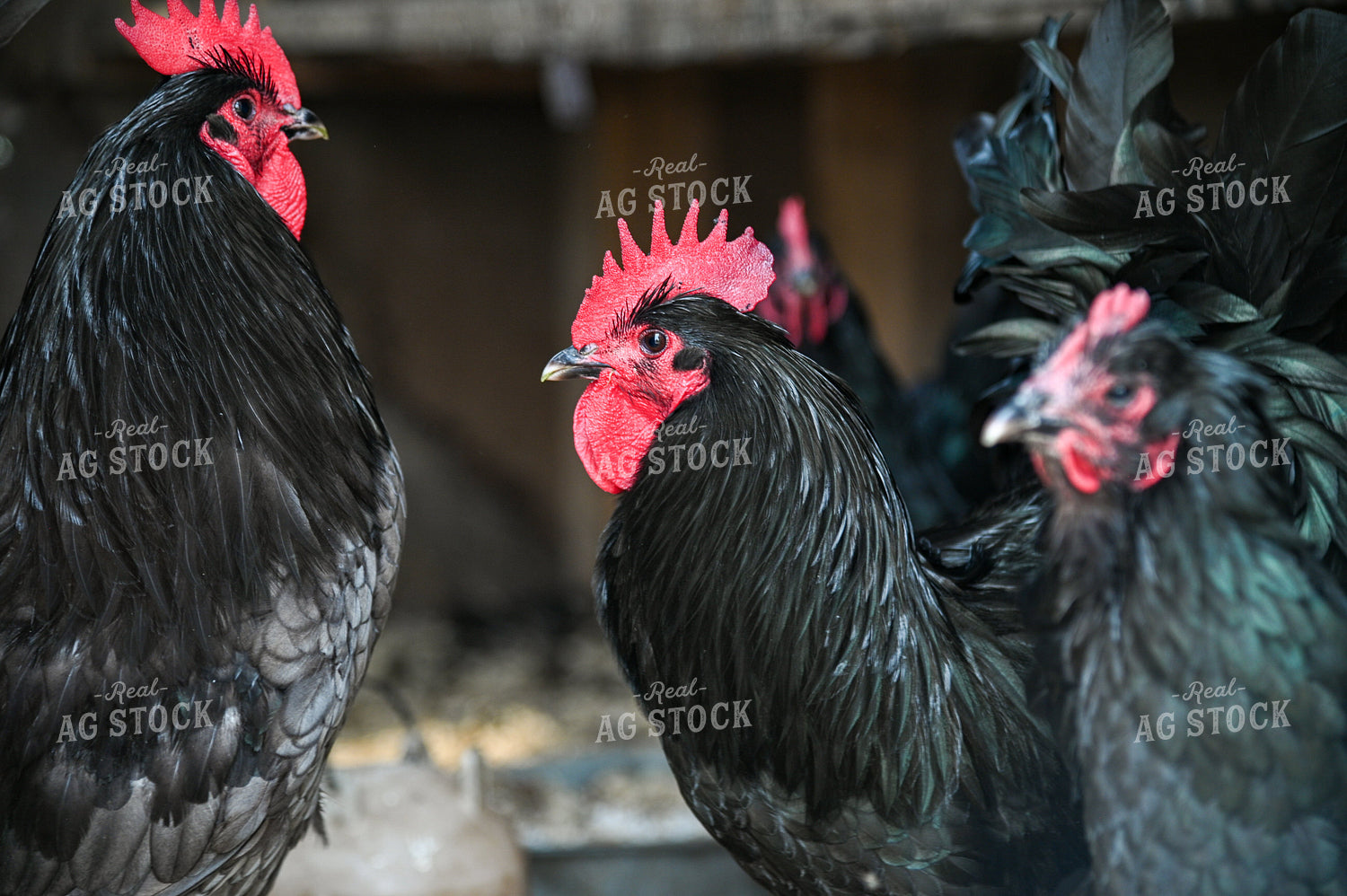 Chickens on Farmyard 90060