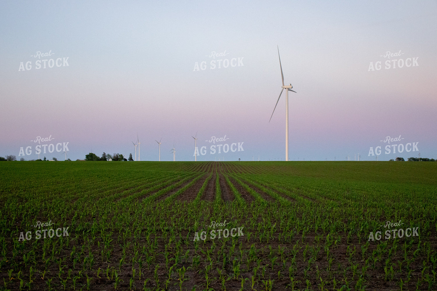 Corn Field with Windmills 67120