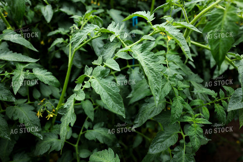 Tomato Plant 178138
