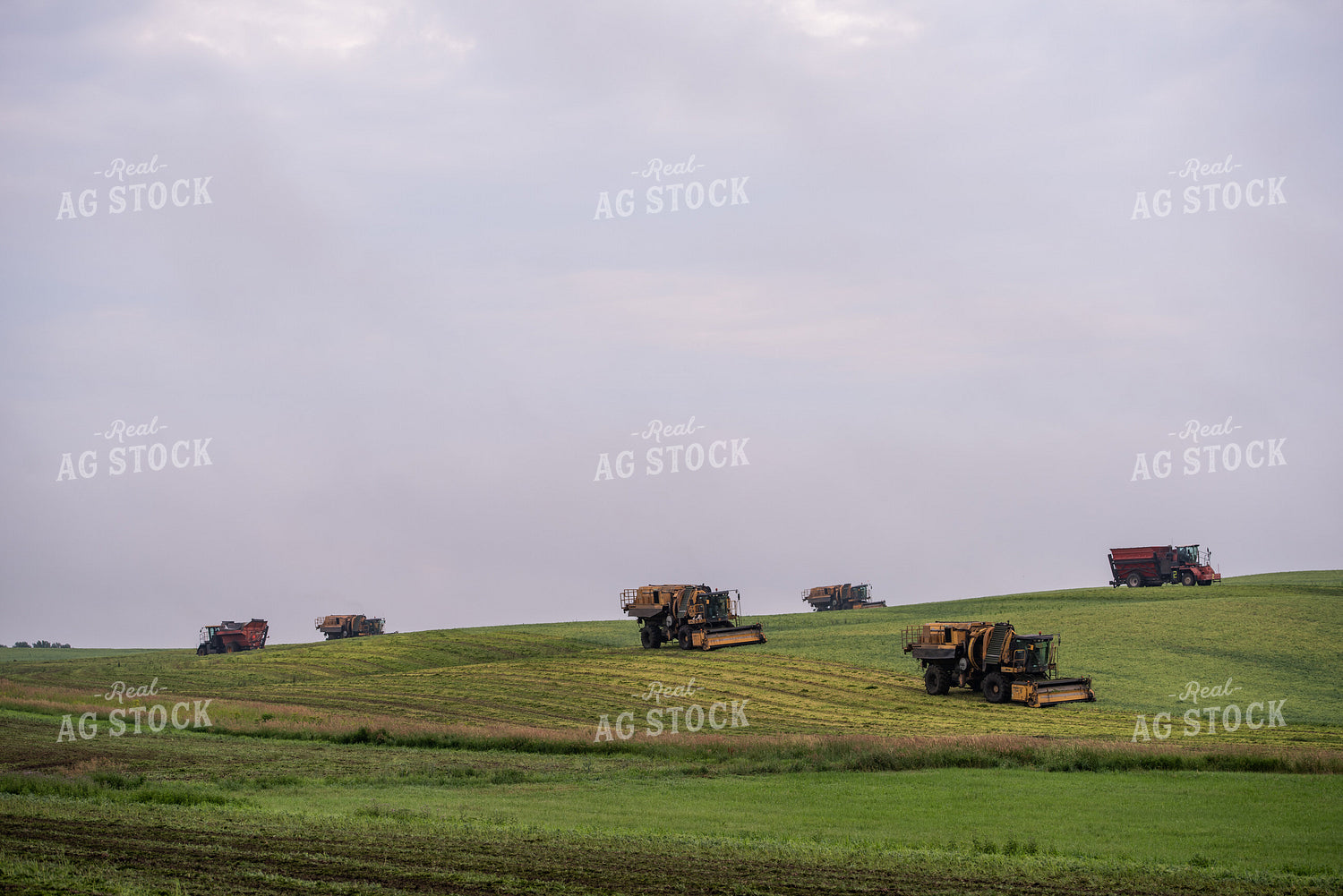 Harvesting Peas 76182