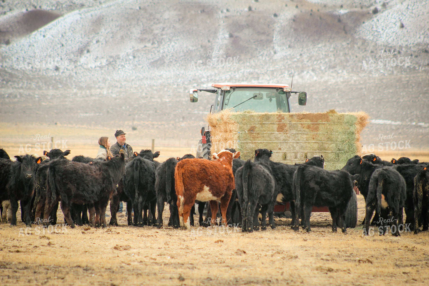 Rancher and Daughter Feeding Cattle 78124