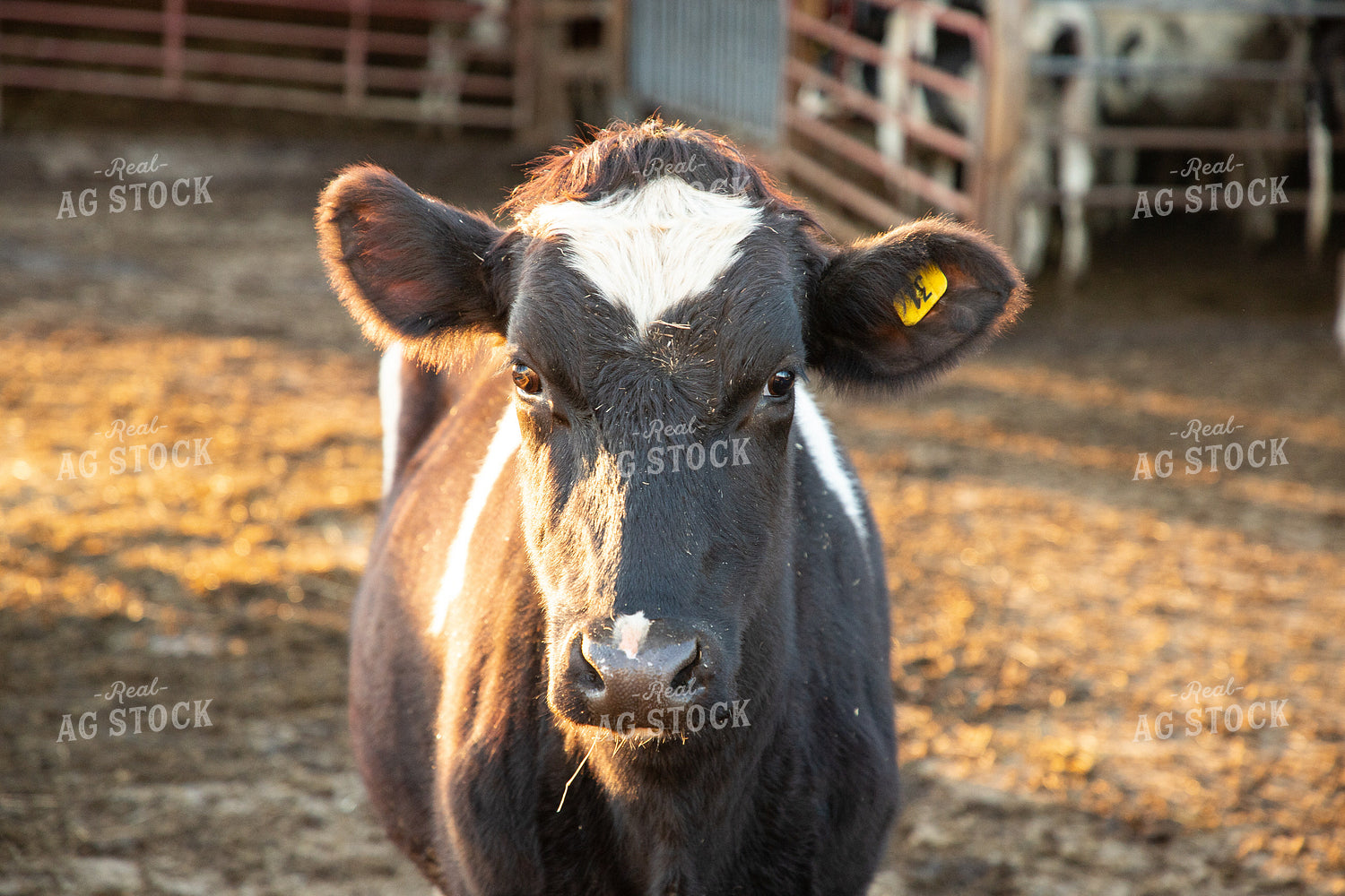 Holstein Cattle 142025